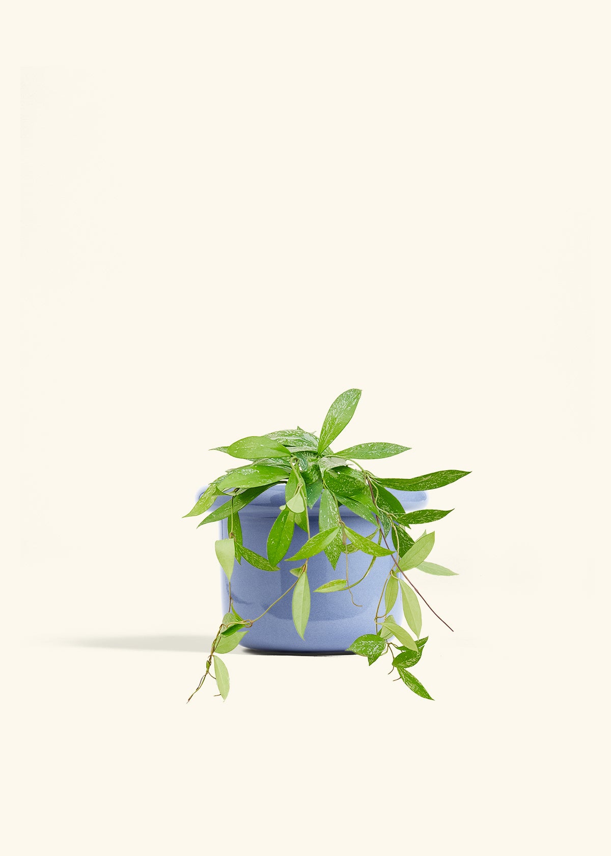 Medium Hoya 'Silver Splash' (Hoya pubicalyx) – Hey Rooted