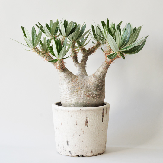 パキポディウム・グラキリス | 多肉植物・特別な鉢の販売 | トーキー