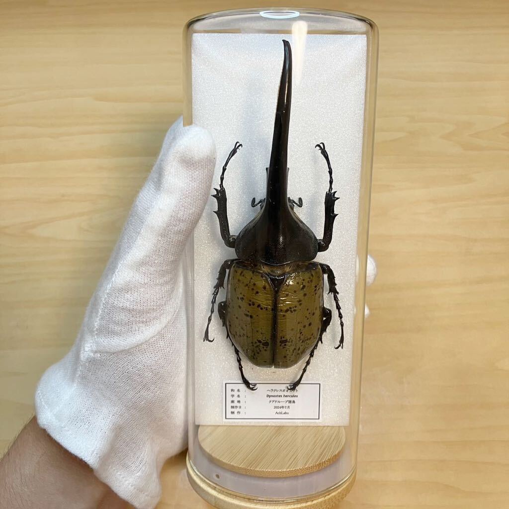 昆虫標本】ヘラクレスオオカブト ガラスケース入り｜Yahoo!フリマ（旧