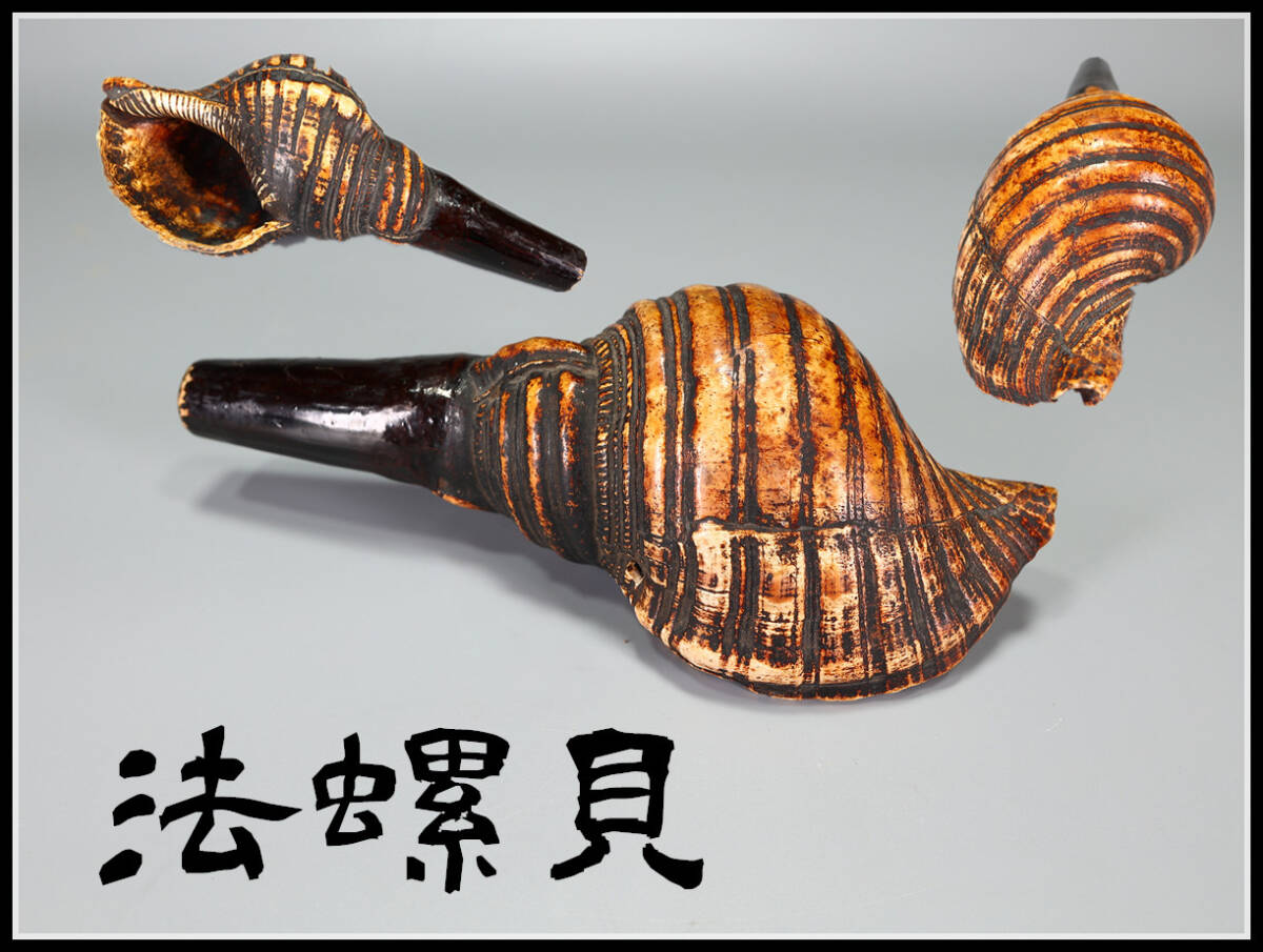修験道法螺貝 山伏 密教 魔除け 熊よけ❣️ほら貝 ホラガイ 大型38㎝