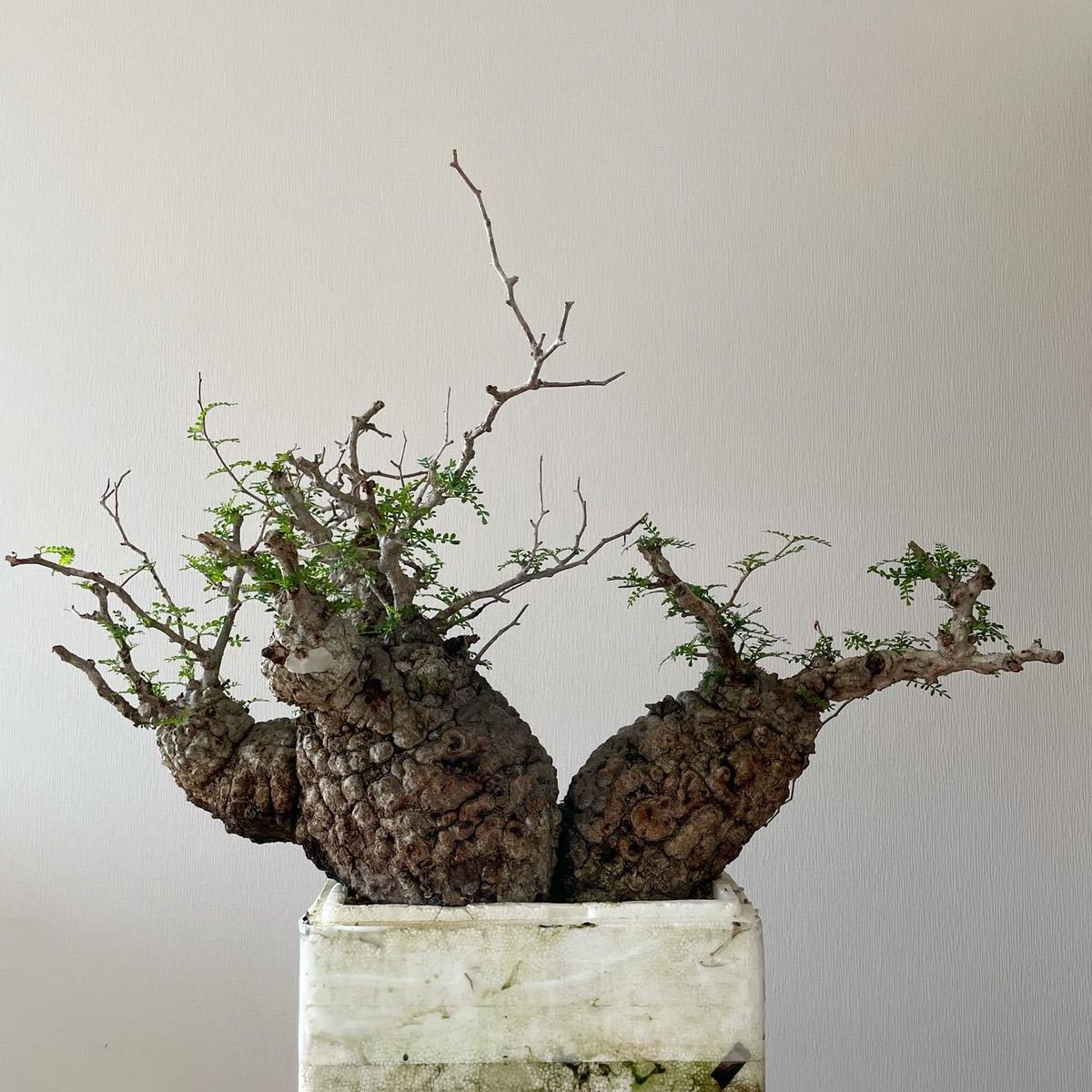 オペルクリアパキプス 塊根植物 2頭 現地株 オペルクリアパキプス塊根