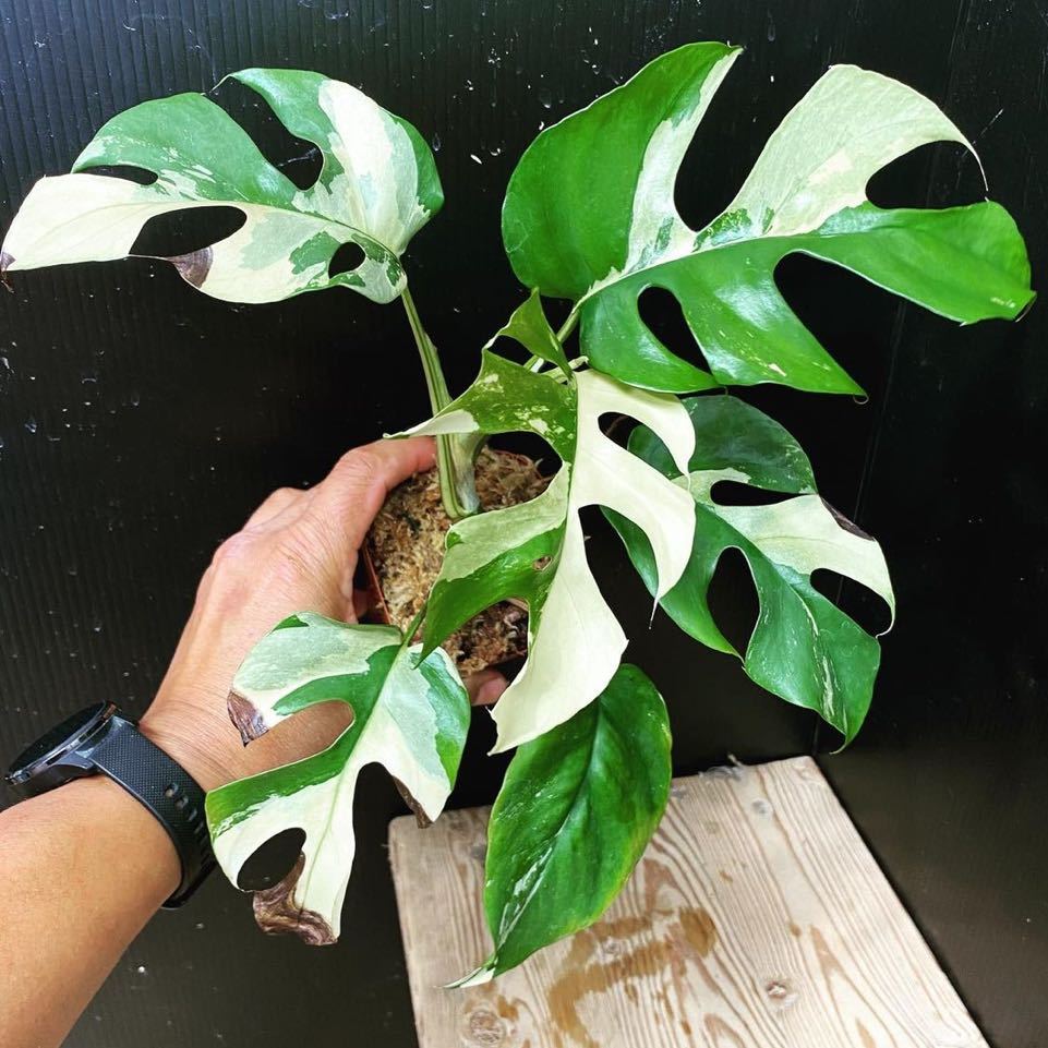 Yahoo!オークション - 超希少ラフィドフォラ テトラスペルマ パラゴン