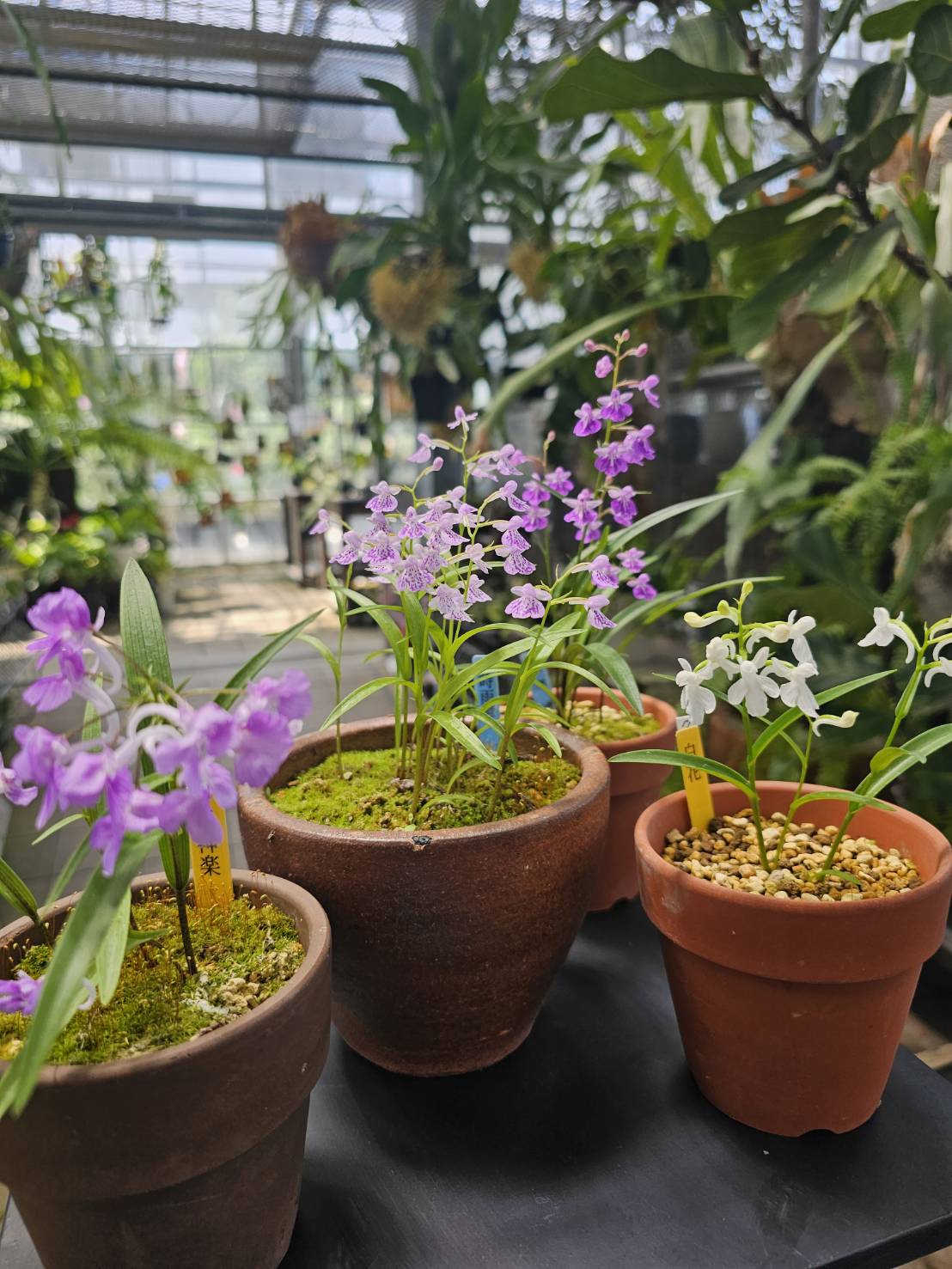 2024.6月 魅惑のウチョウラン、山野草、斑入り植物展 | くらしに花、心