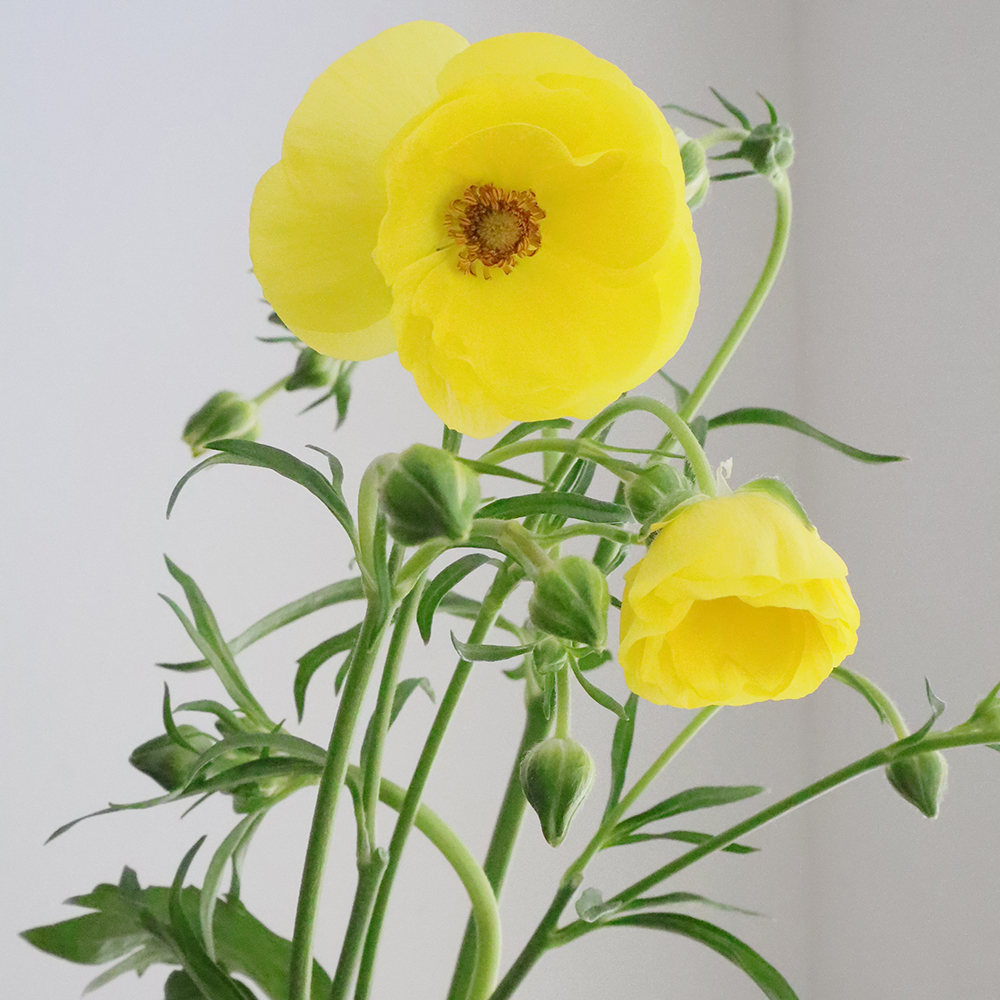 直前】【生花】ラックス系ラナンキュラス(黄色系)アルテミスor