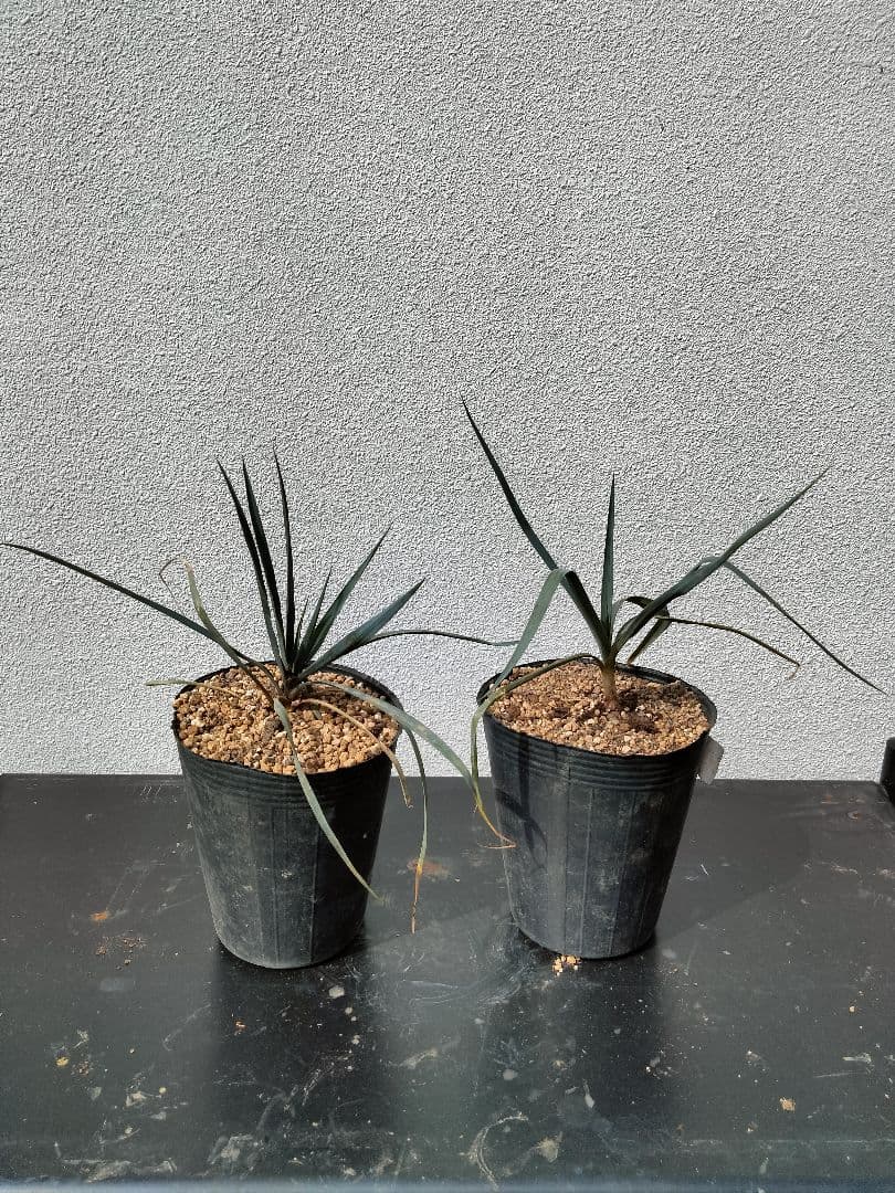 ユッカ ロストラータ抜き苗 2苗セット ドライガーデン ロックガーデン