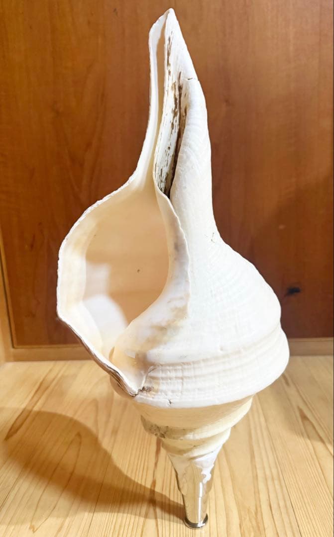 特大肉厚50㎝アラフラオオニシ法螺貝　ほら貝　ホラガイ❣️ 綺麗な特大肉厚49.5㎝アラフラオオニシ 法螺貝 ほら貝 ホラガイ