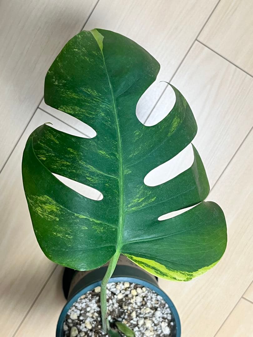 モンステラ デリシオーサ イエローマリリン 斑入り 斑入りモンステラ デリシオーサ イエローマリリン | GREEN LUCK