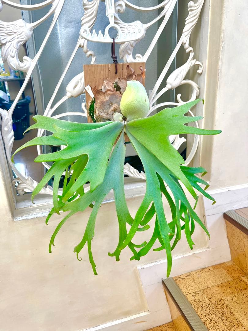 月光爪哇OC ビカクシダ willinckii　ウィリンキー Yahoo!オークション - willinckii 月光爪哇【just platycerium】ビカク