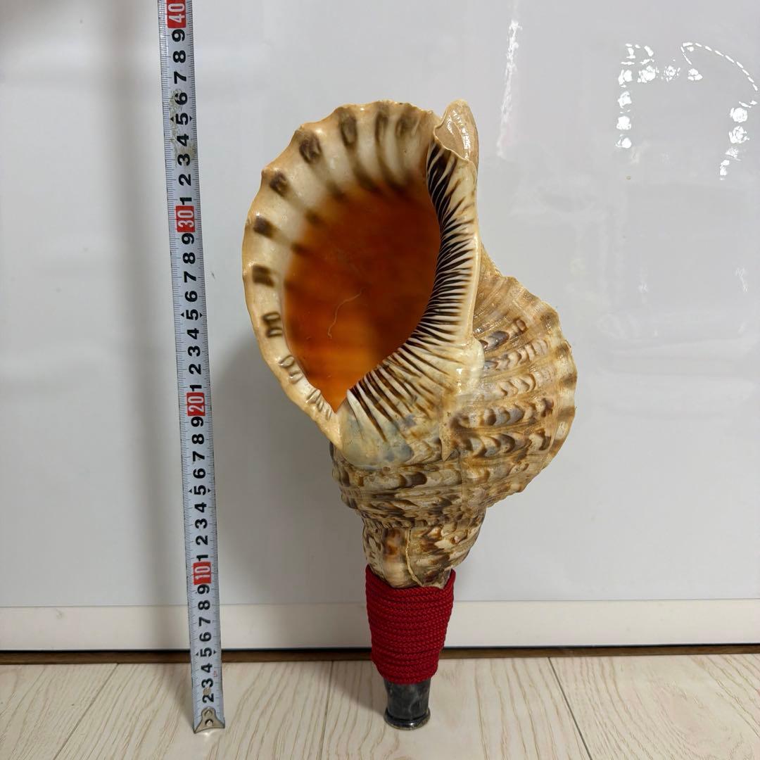 法螺貝 ほら貝 36.5cm‼️